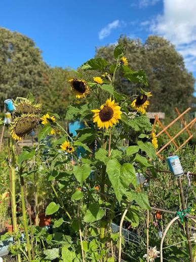Sunflowers growing beside the allotment sheds